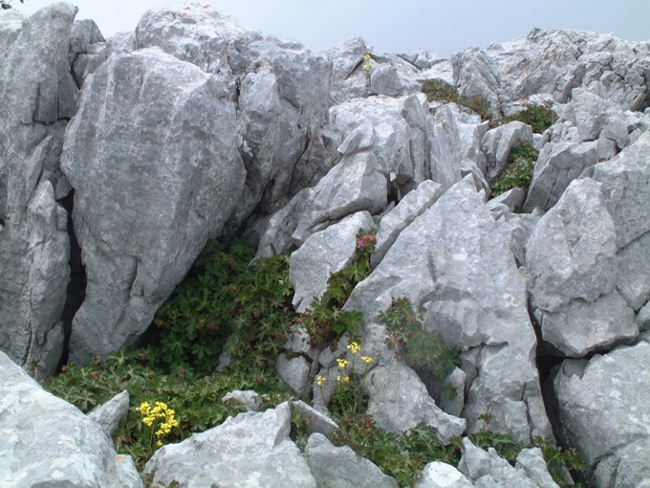 Geranium macrorrhizum / Geranio crestato